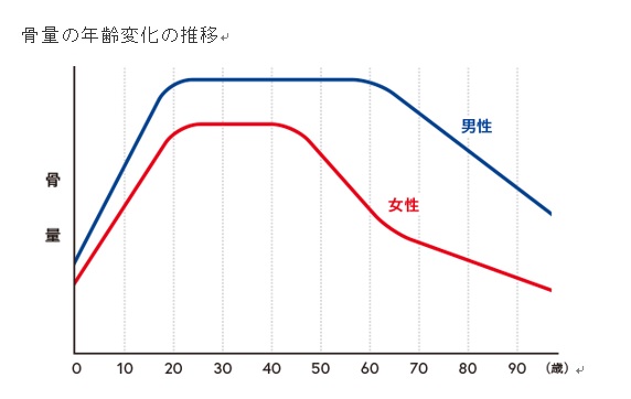 骨量の年齢変化.jpg